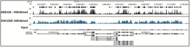 Anti-trimethyl-Histone H3 (Lys36) Antibody, Trial Size