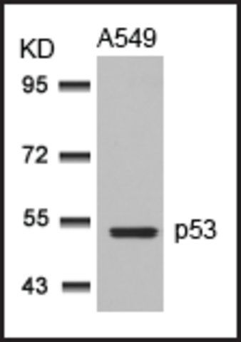 Anti-TP53 (Ab-315) antibody produced in rabbit