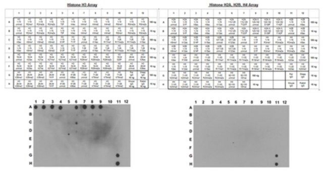 Anti-unmethylated-Histone H3 (Lys9) Antibody, clone 9B1-2G6, Trial Size