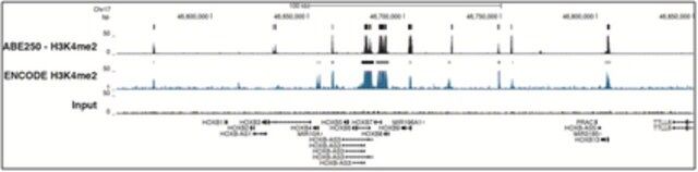 Anti-dimethyl Histone H3 (Lys4) Antibody, Trial Size