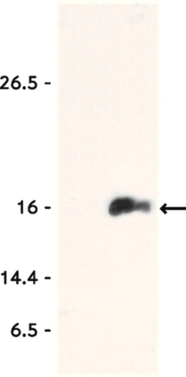 Anti-acetyl-Histone H3 (Lys9) Antibody, Trial Size