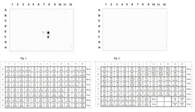 Anti-dimethyl Histone H3 (Arg26), Asymmetric, Trial Size Antibody