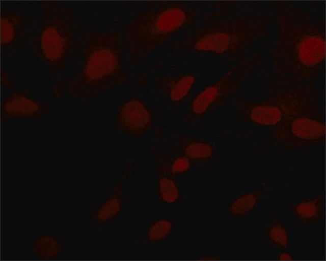 Anti-Sirt6 (N-terminal) antibody produced in rabbit