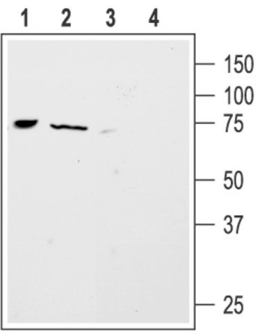 Anti-Sodium Channel ASIC4 antibody produced in rabbit