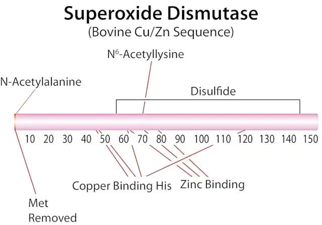 Superoxide Dismutase bovine