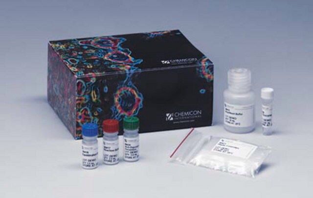 ApopTag Peroxidase In Situ Apoptosis Detection Kit