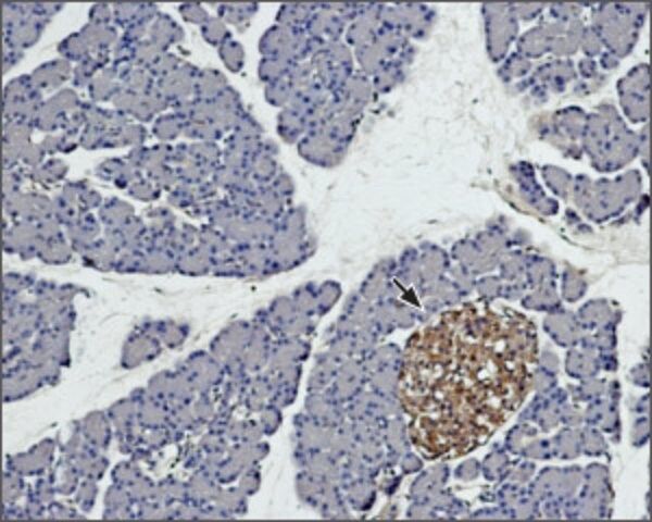 Anti-Syntaxin 4 antibody produced in rabbit