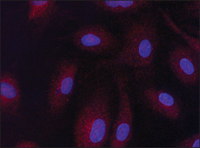 Anti-Sirt3 antibody produced in rabbit