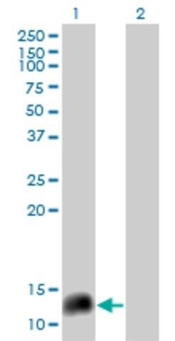 Monoclonal Anti-NPY, (C-terminal) antibody produced in mouse