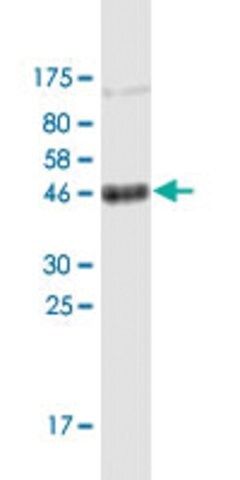 Monoclonal Anti-CD151 antibody produced in mouse