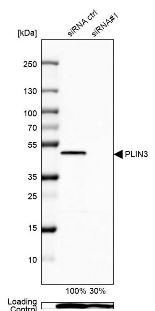 Anti-PLIN3 antibody produced in rabbit