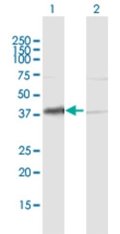 Anti-HDGF antibody produced in mouse