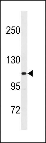 ANTI-THBS4 (C-TERM) antibody produced in rabbit