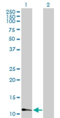 Anti-FABP3 antibody produced in mouse