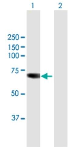 Anti-TKTL1 antibody produced in mouse