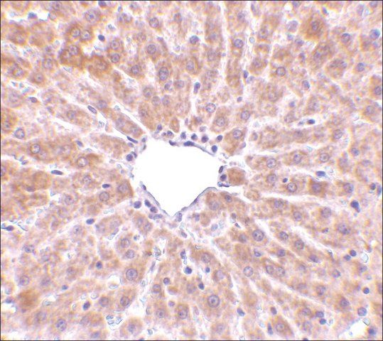 Anti-TIP47 antibody produced in rabbit