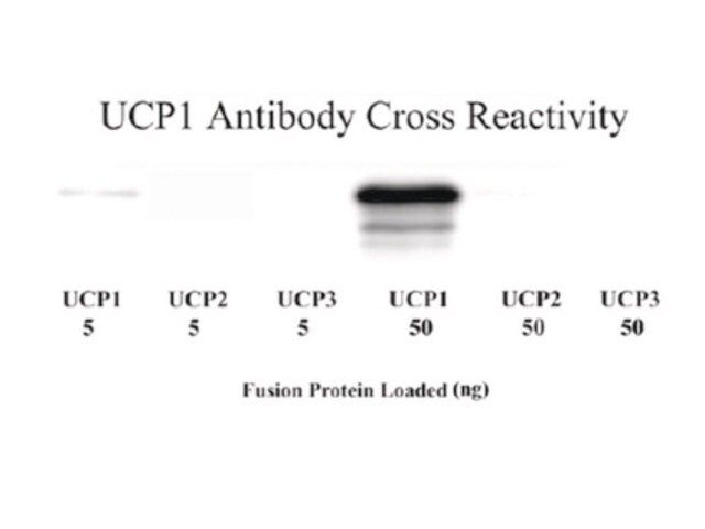 Anti-Uncoupling Protein 1 Antibody