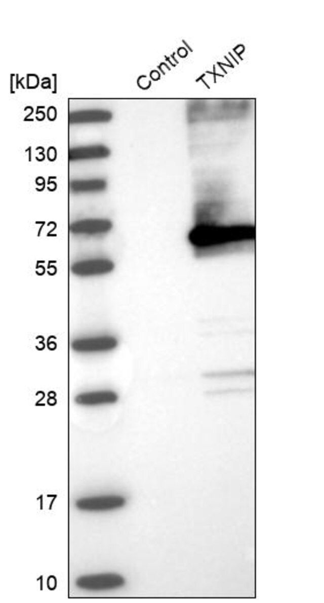 Anti-TXNIP antibody produced in rabbit