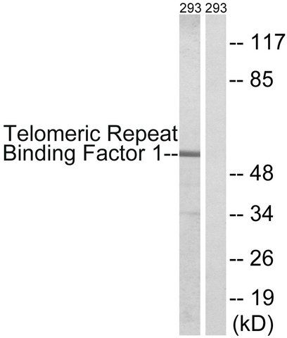 Anti-Telomeric Repeat Binding Factor 1 antibody produced in rabbit