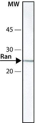 Anti-Ran antibody,Mouse monoclonal