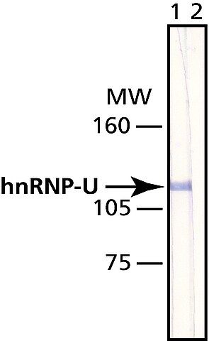 Anti-hnRNP-U antibody, Mouse monoclonal