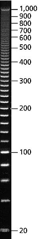 PCR 20 bp Low Ladder