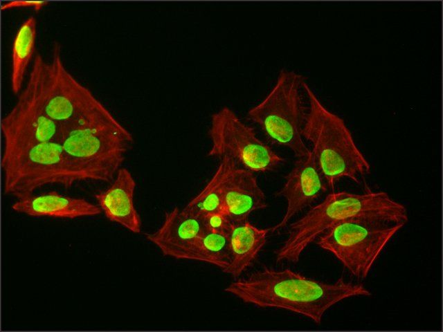 Anti-Histone H3 (N-terminal) antibody produced in rabbit