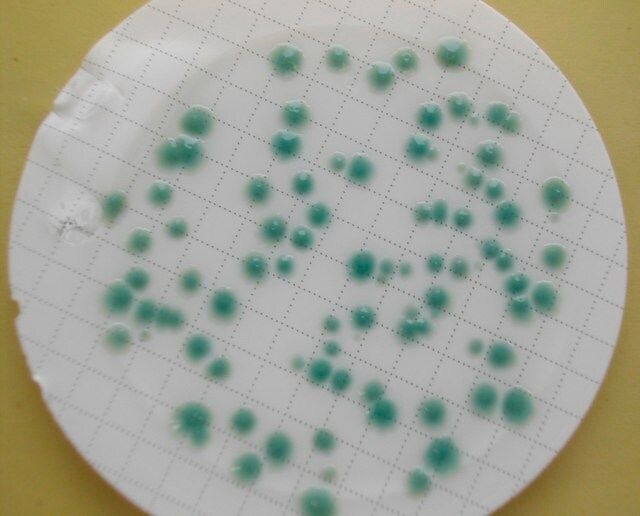 CP <i>ChromoSelect</i> Agar