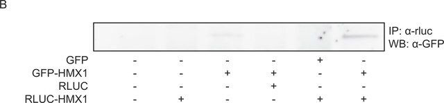 Anti-GFP, N-terminal antibody produced in rabbit