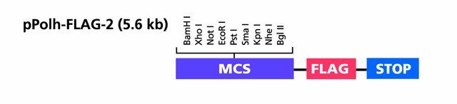 pPolh-FLAG<sup>TM</sup>-2 Transfer Vector