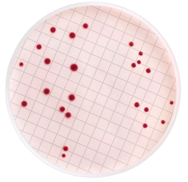 m-Endo Total Coliform Broth (Dehydrated)