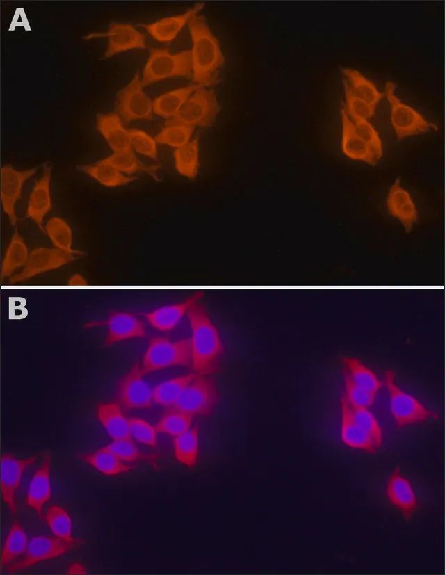 Anti-hFBXW7 antibody , Mouse monoclonal