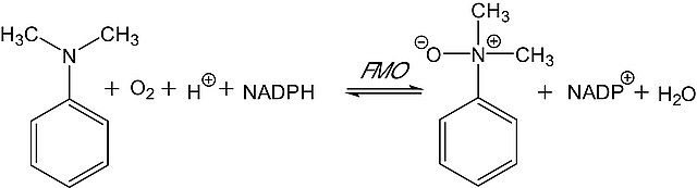 Flavin-Containing Monooxygenase-1, Microsomes human