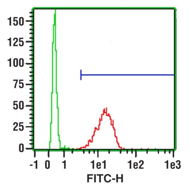 Monoclonal Anti-CD11b-FITC antibody produced in mouse