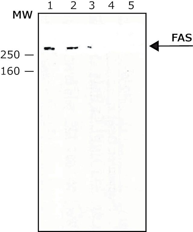 Anti-Fatty Acid Synthase antibody produced in rabbit