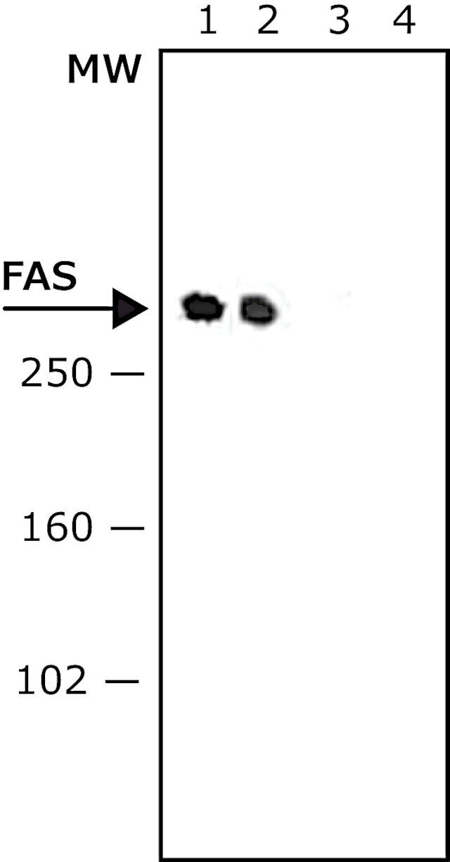 Anti-Fatty Acid Synthase (C-terminal) antibody produced in rabbit