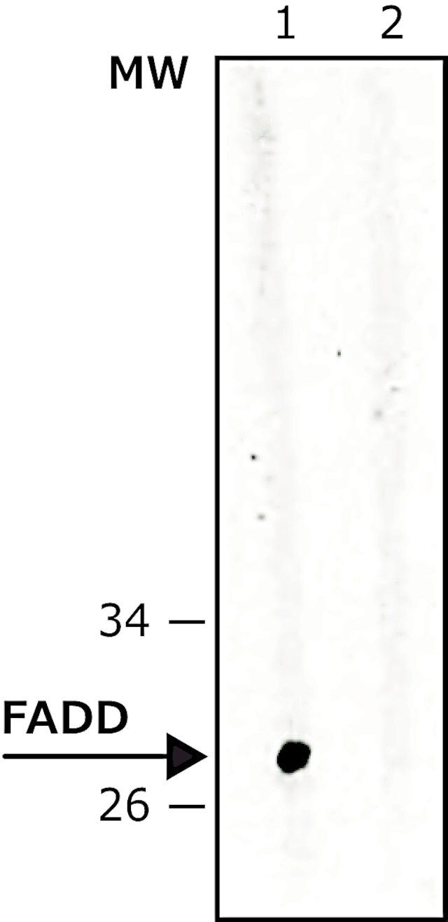 Anti-FADD antibody, Mouse monoclonal