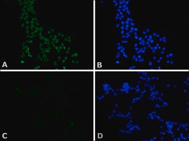 Monoclonal Anti-c-Myc-FITC antibody produced in mouse