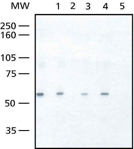 Anti-FOXC2 antibody produced in rabbit