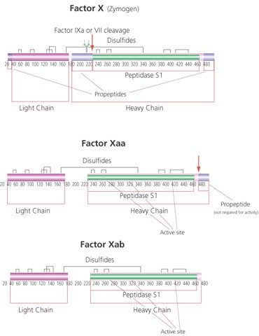 Factor X Activated (Xa) from bovine plasma