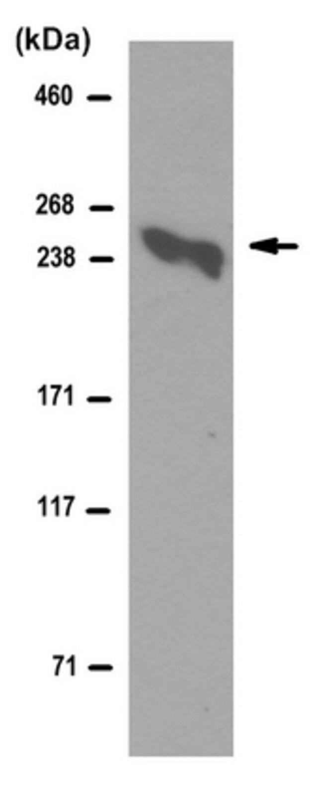 Anti-Laminin alpha5 Antibody, clone 4C7 (Ascites Free)