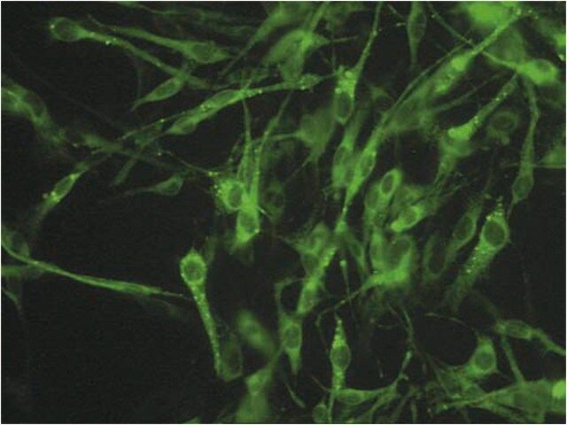 Anti-Connexin 45 Antibody, near CT, cytoplasmic, clone 8A11.2 (Ascites Free)