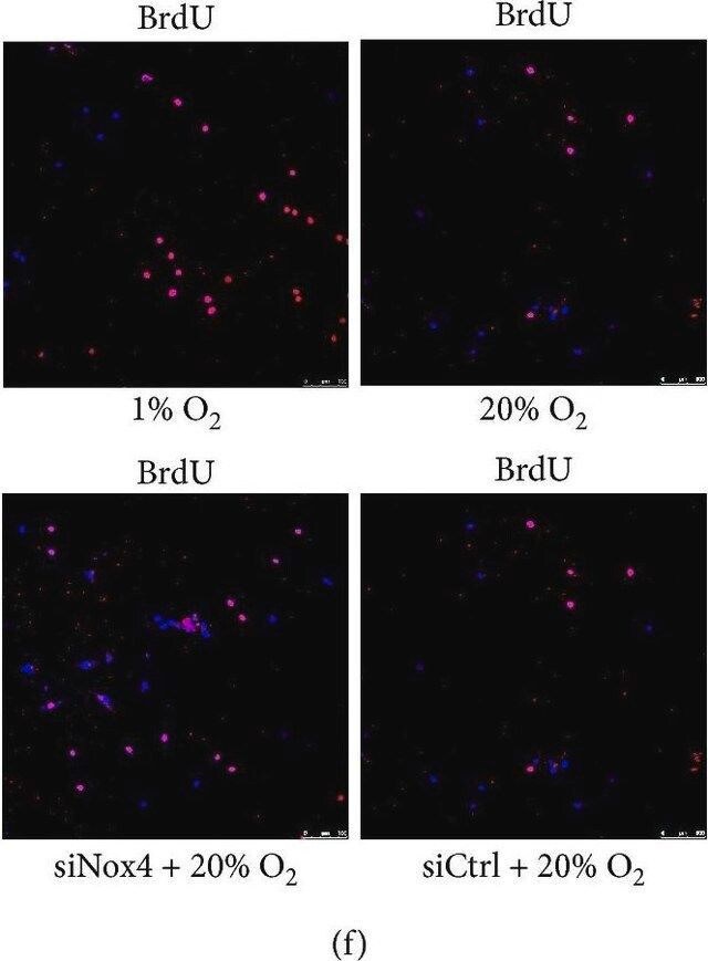 Anti-BrdU antibody, Mouse monoclonal