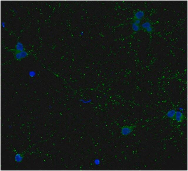 Anti-GAD67 Antibody, clone 1G10.2, Biotin Conjugate