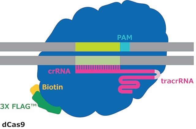 dCas9-3XFLAG<sup>TM</sup>-Biotin Protein