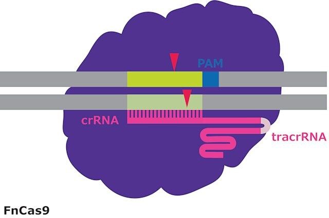 FnCas9 Protein