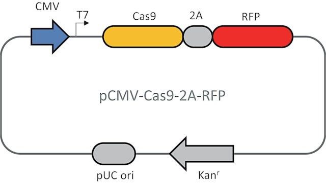 CMV-CAS9-2A-RFP Plasmid