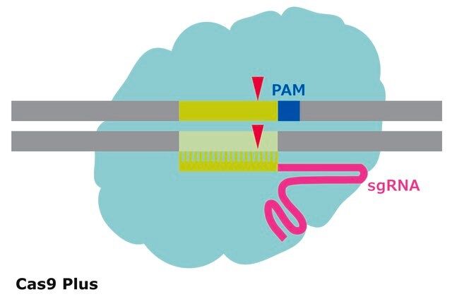 Cas9 Plus Protein