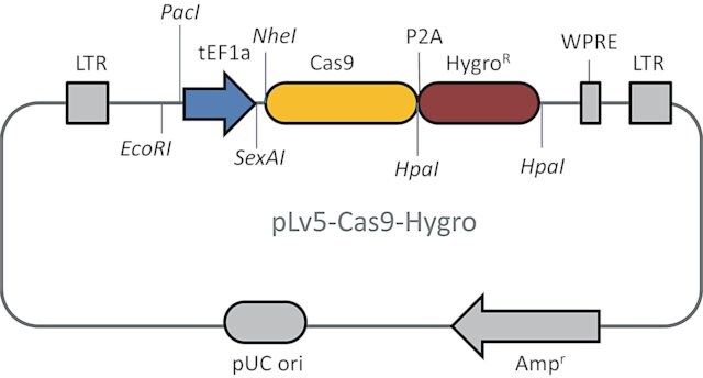 Cas9 Hygromycin Lentiviral Particles