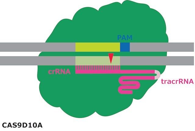 Cas9-D10A Nickase Protein